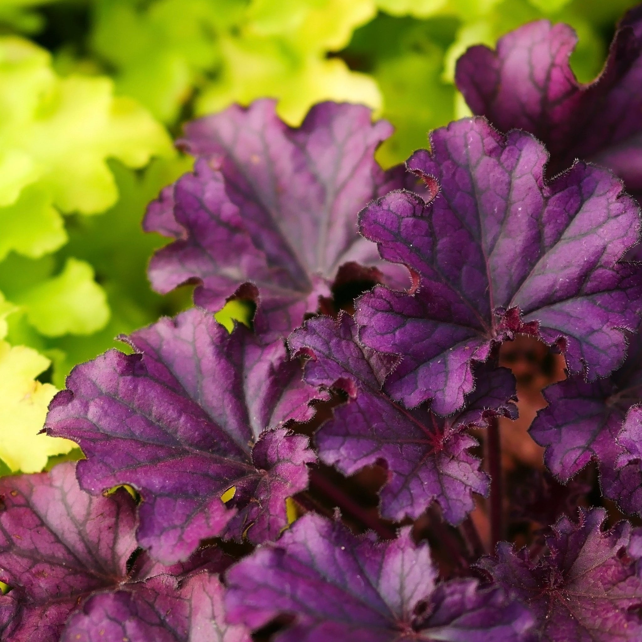Heuchera 'Melting Fire' 9cm/2L