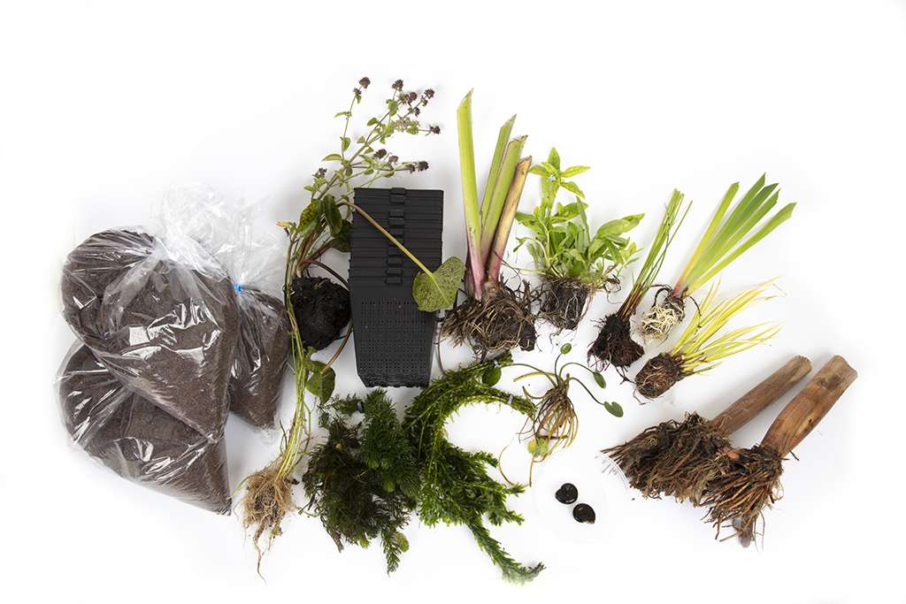 Pond Starter Packs - Pond topup Packs - Oxygenating - Compost and Pots Potted