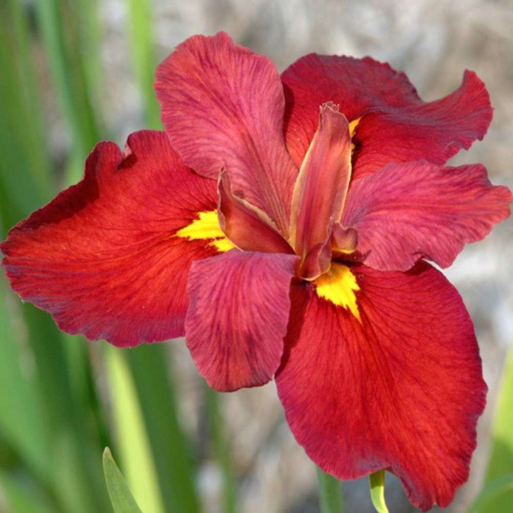 Iris louisiana 'Ann Chowning' - Marginal Pond Plants - MP050