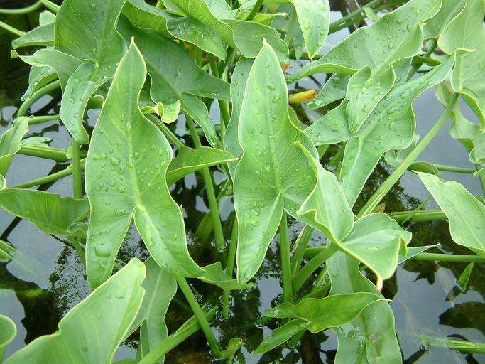 Peltandra undulata (Green arrow arum) - Marginal Pond Plants - MP087