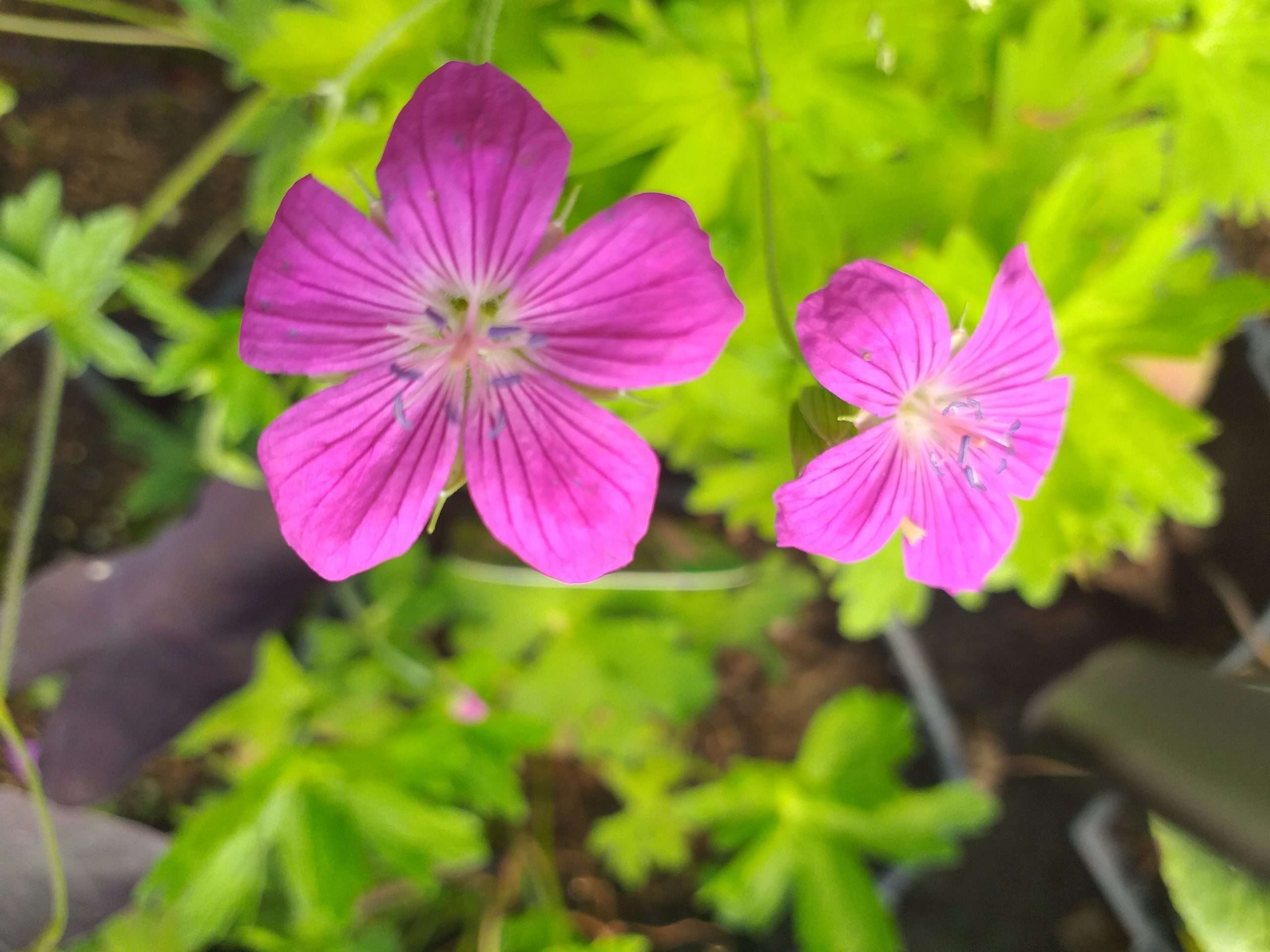 Geranium palustre - Marginal Pond Plants - BP042