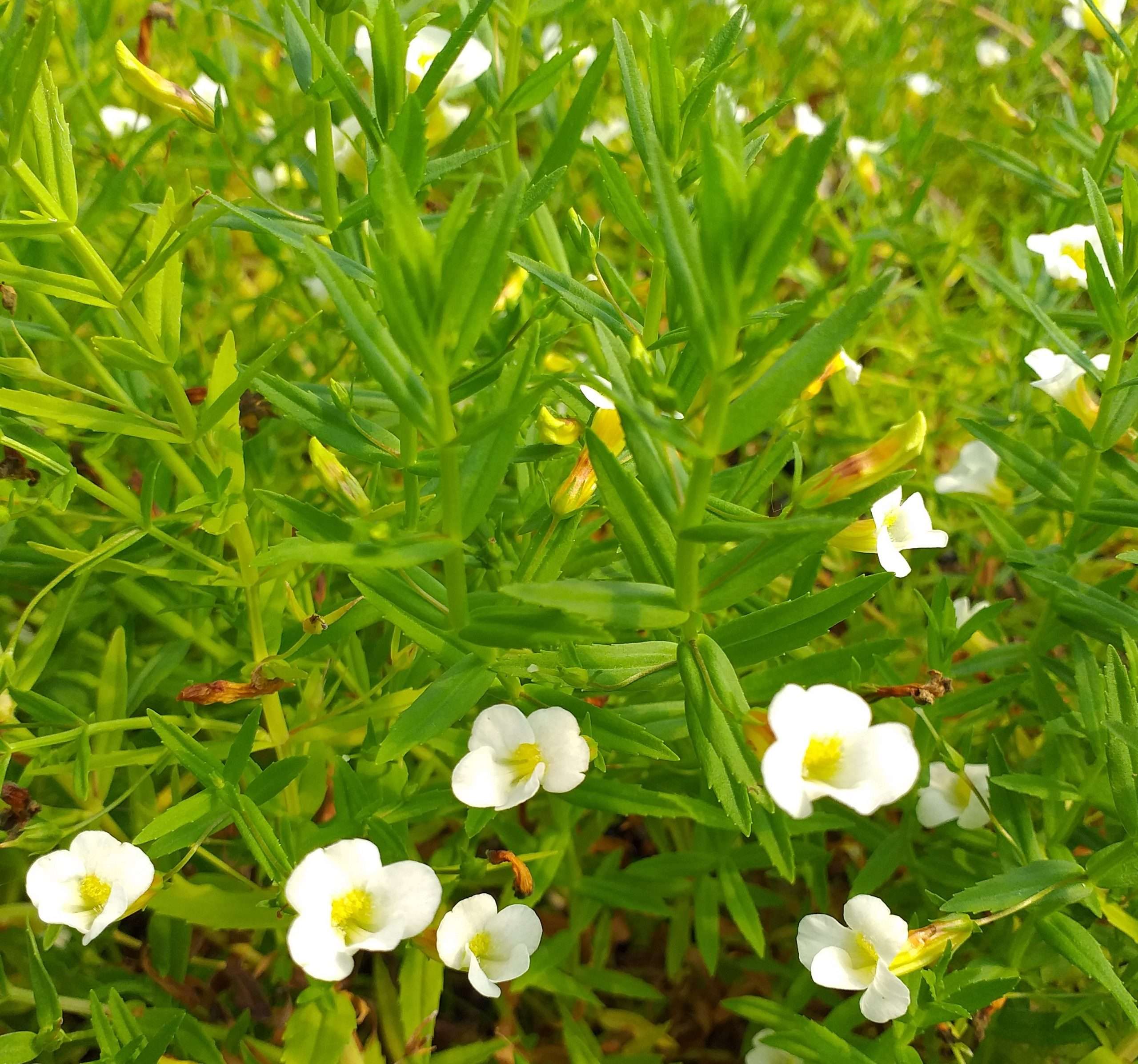 Gratiola officinalis (Summer Snowflake) - MP042 Packs