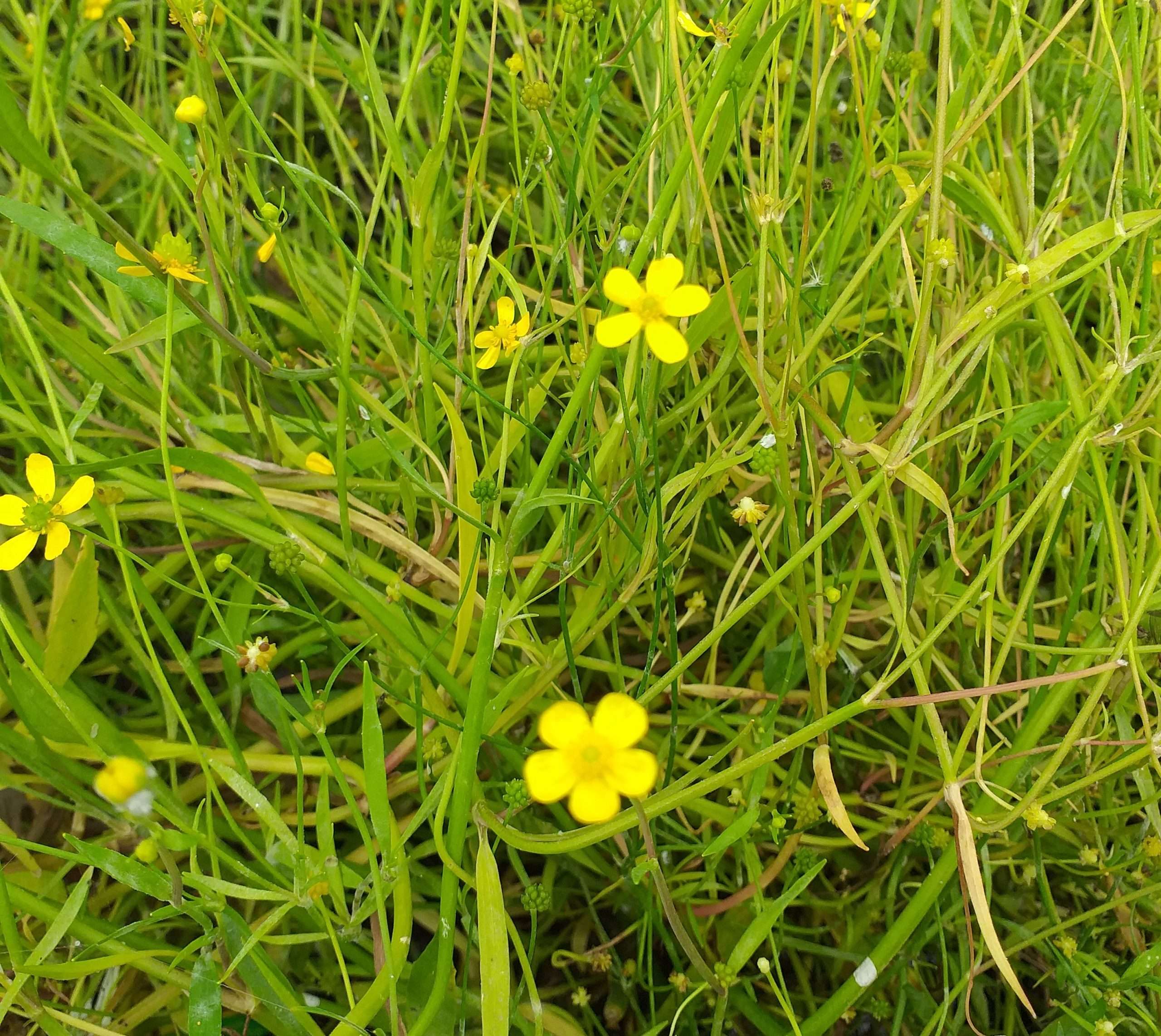 Ranunculus flammula (Lesser spearwort) - Marginal Pond Plants - MP099