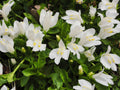 Mazus reptans ‘Albus’ (White marshflower) - Marginal Pond Plants - BP082