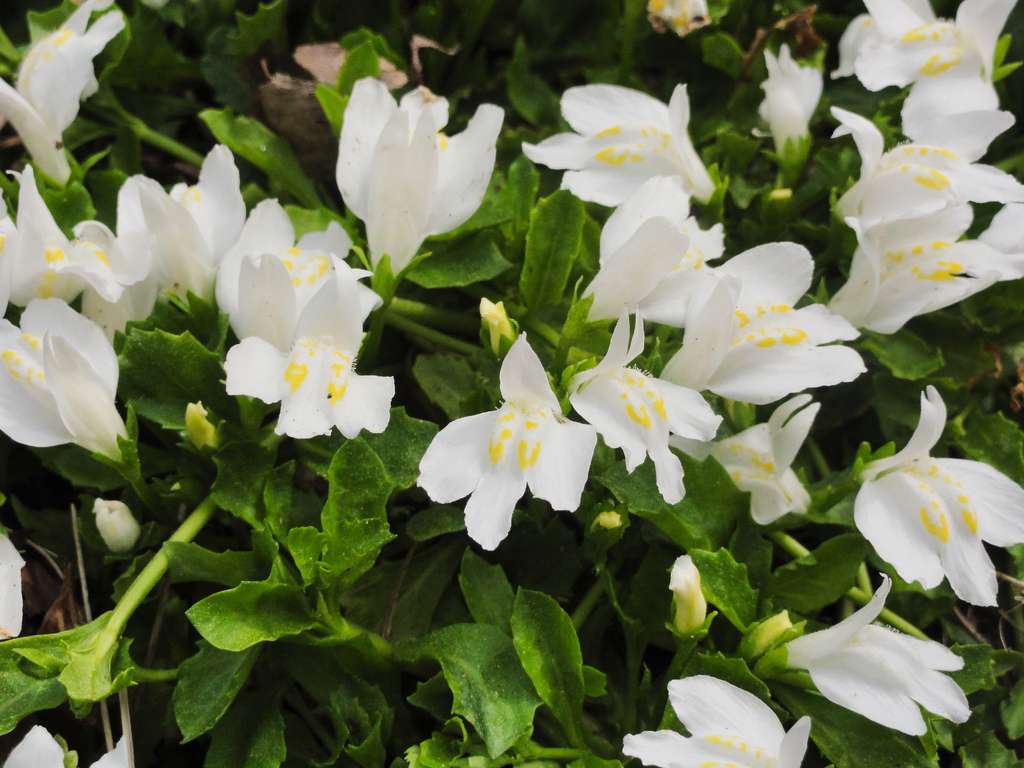 Mazus reptans ‘Albus’ (White marshflower) - Marginal Pond Plants - BP082
