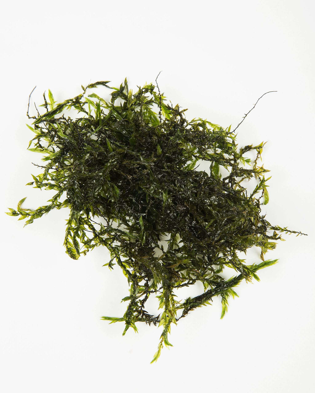 Fontinalis - oxygen plant - pond plant - water plant - OX007