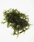 Fontinalis - oxygen plant - pond plant - water plant - OX007