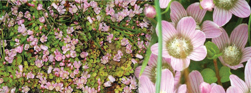 Anagellis Tenella - Marginal Pond Plants - BP006