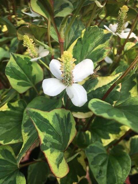 Houttuynia cordata ‘Boo Boo’ - Marginal Pond Plants - MP043