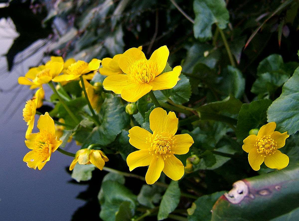 Lincolnshire Pond Plants dragonflies & damselflies  Marginal 8 Pack Potted -DD802