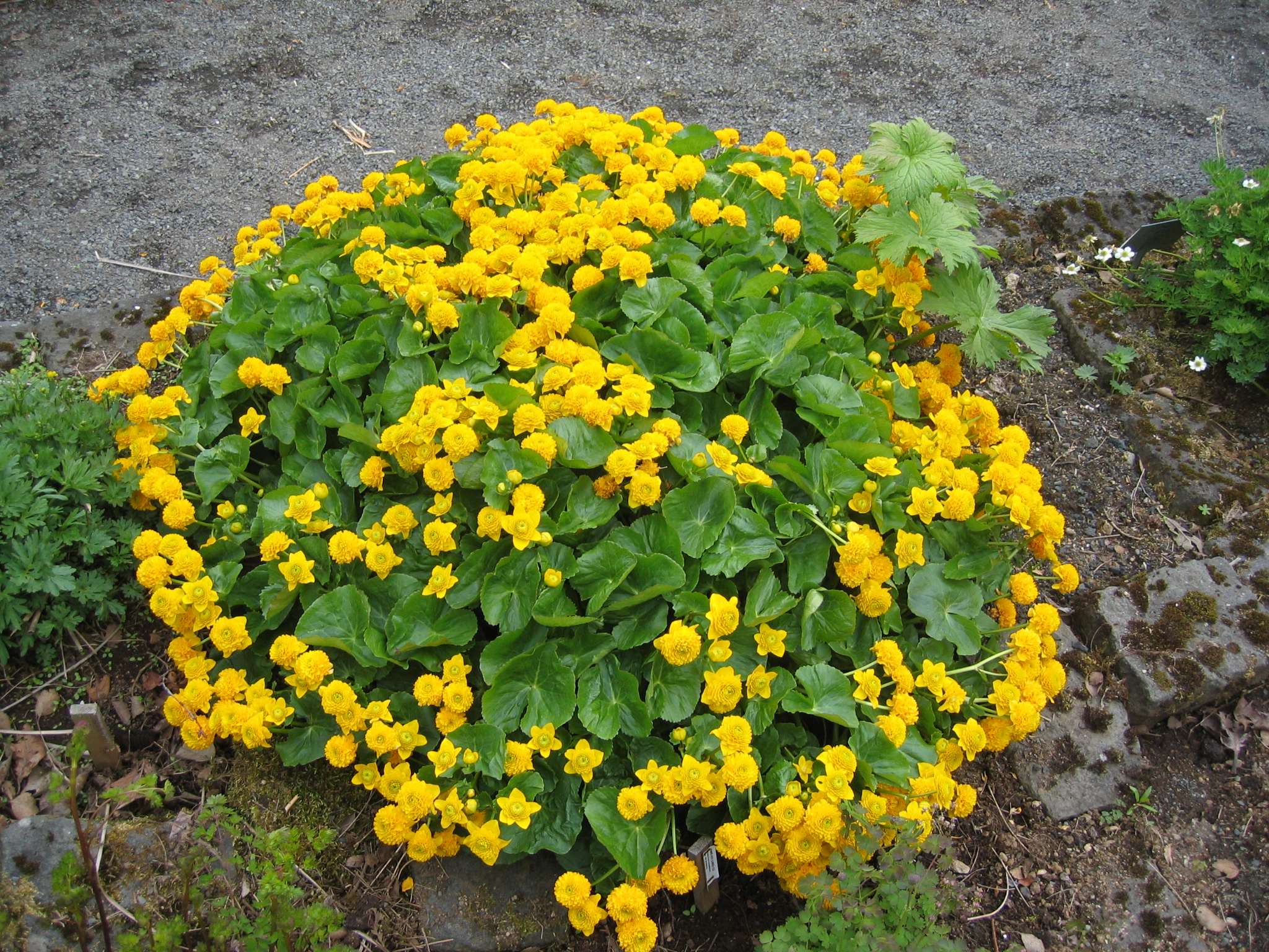 Caltha palustris (Marsh marigold) - Marginal Pond Plants - MP014