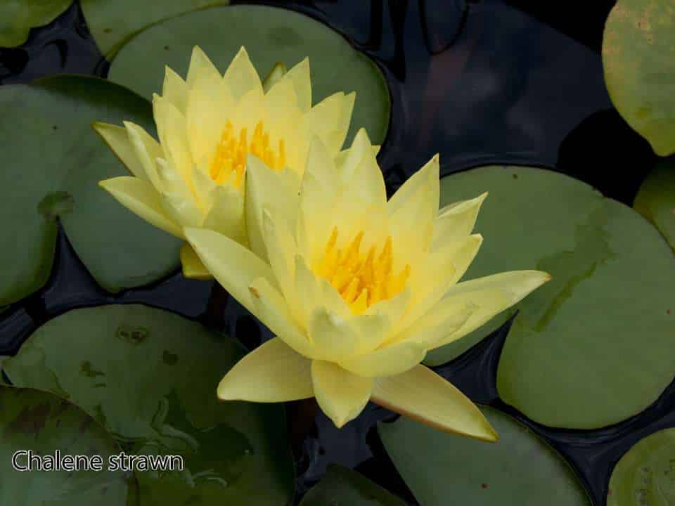 Chalene Straw water lily - pond plants water lilies aquatic plants