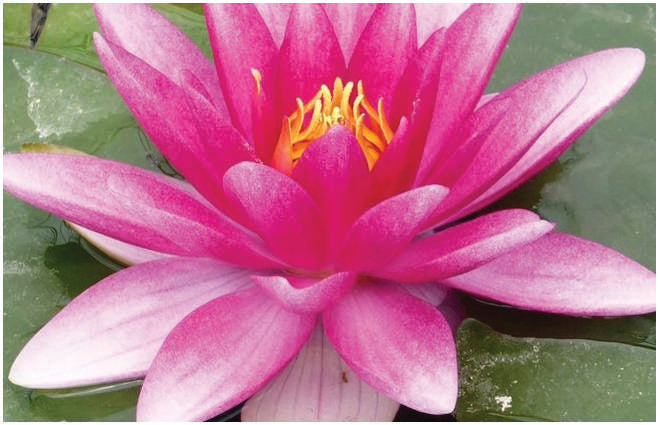 Charles de Meurville water lily - pond plants - VLW03