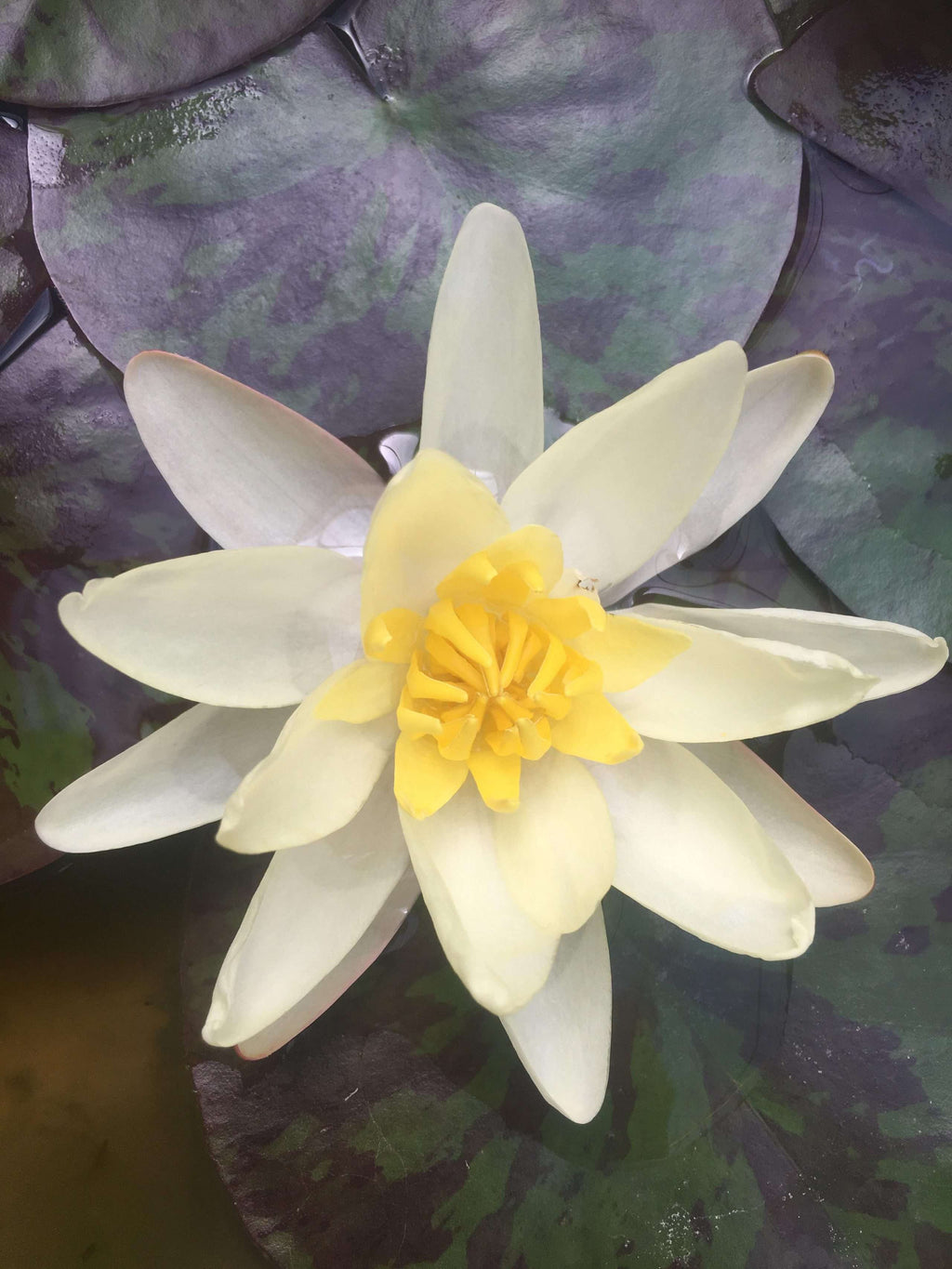 Chromatella water lily - pond plants - LW05