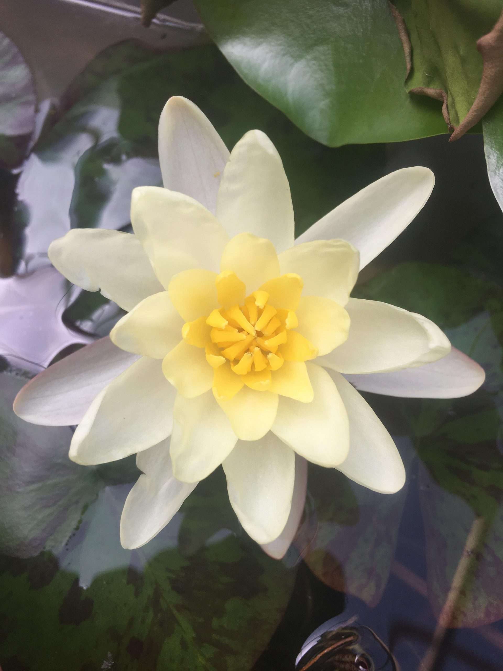 Chromatella water lily - pond plants - LW05