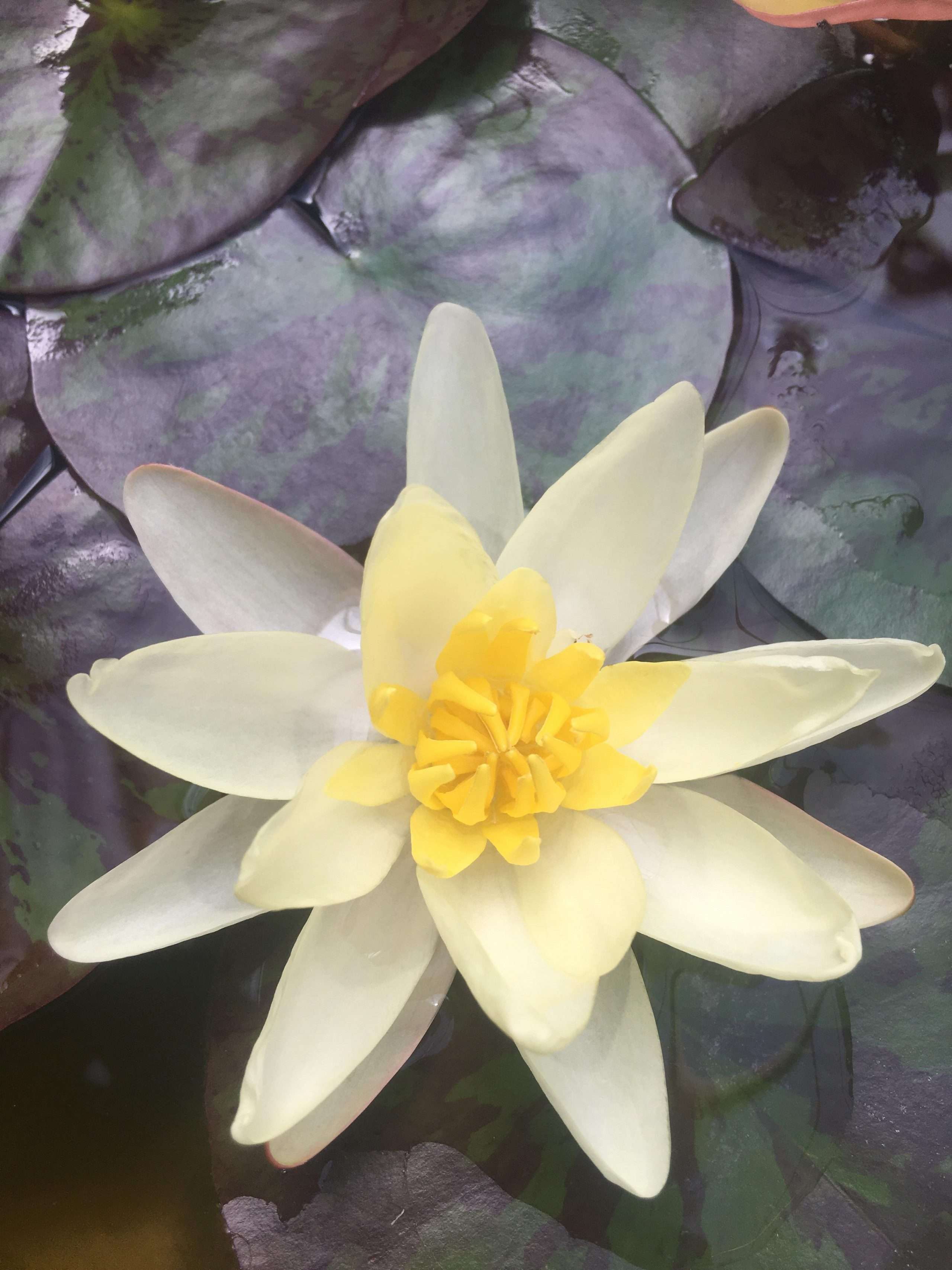 Chromatella water lily - pond plants - LW05