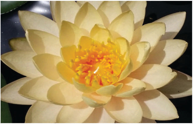 Clyde Ikins water lily - pond plants - LW06