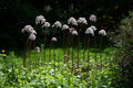 Damera Peltata - Marginal Pond Plants - BP032