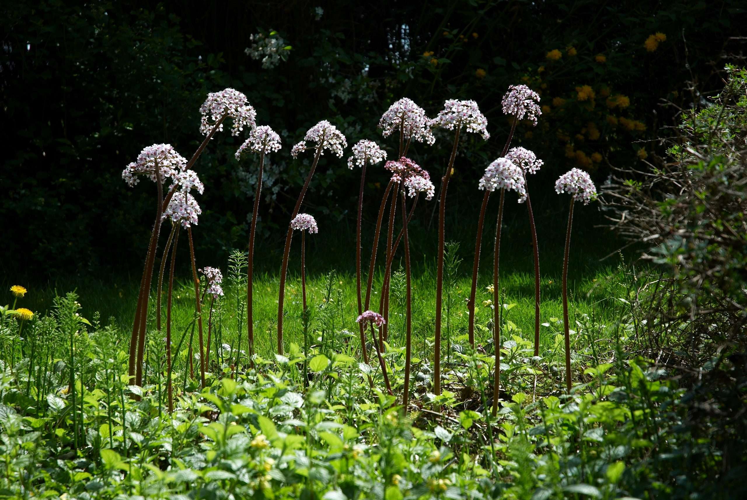Damera Peltata - Marginal Pond Plants - BP032