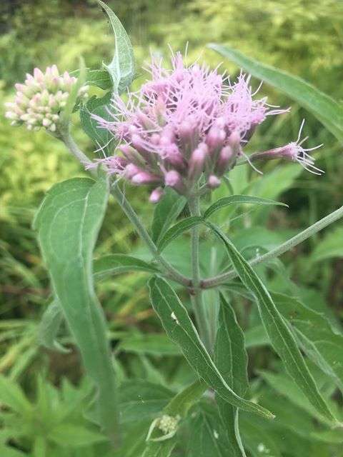 Eupatorium cannabinum (Hemp agrimony) - Marginal Pond Plants - BP038