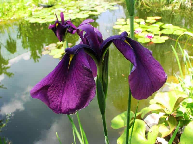 Iris ensata Ruby King - Marginal Pond Plants - BP067A