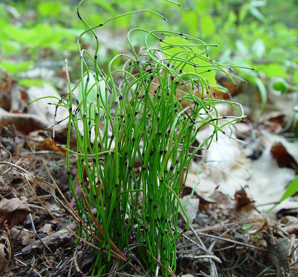 Equisetum scirpoides (Bushy horsetail) - MP037 Packs