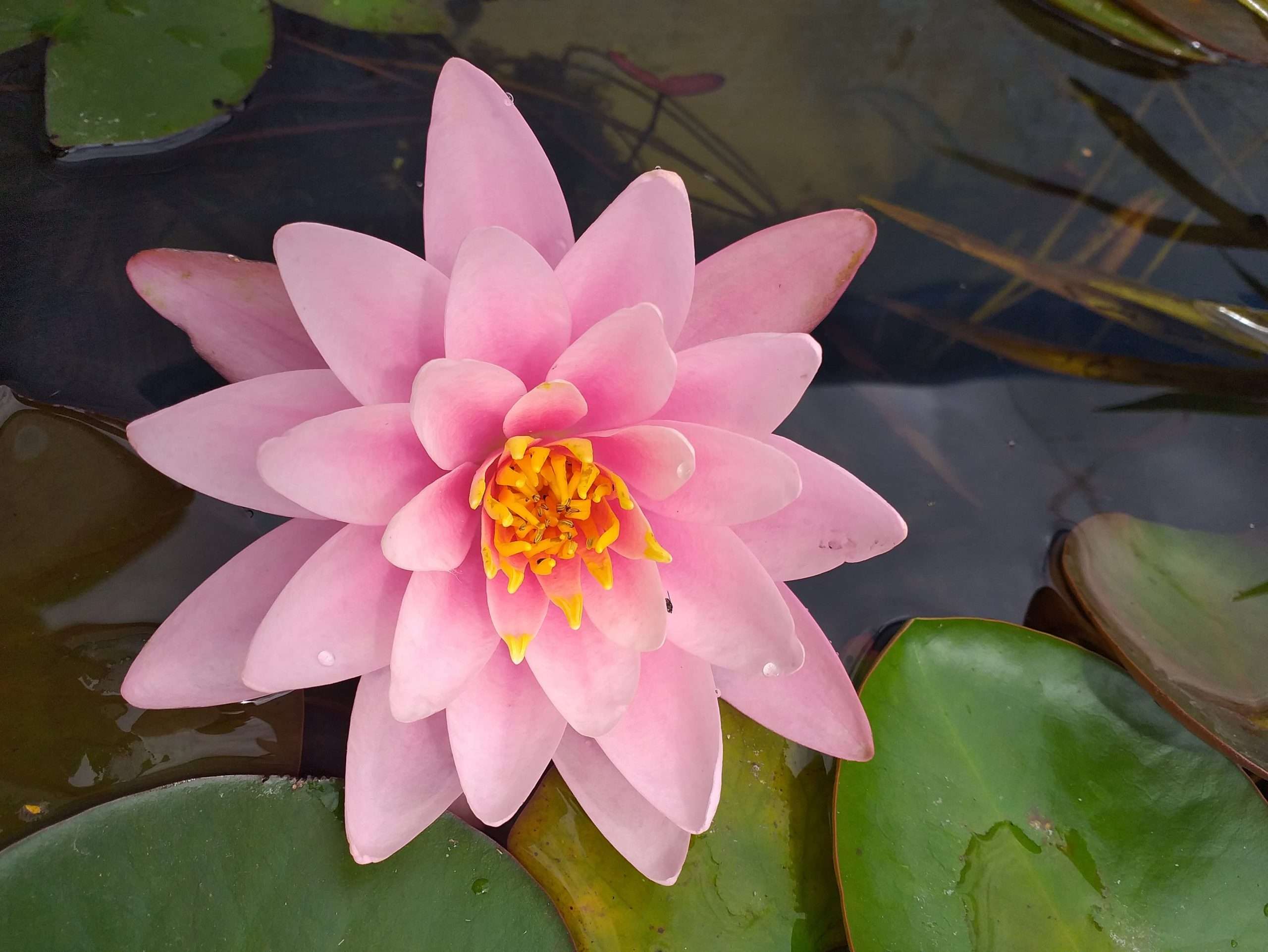 Fabiola water lily - pond plants - MW06