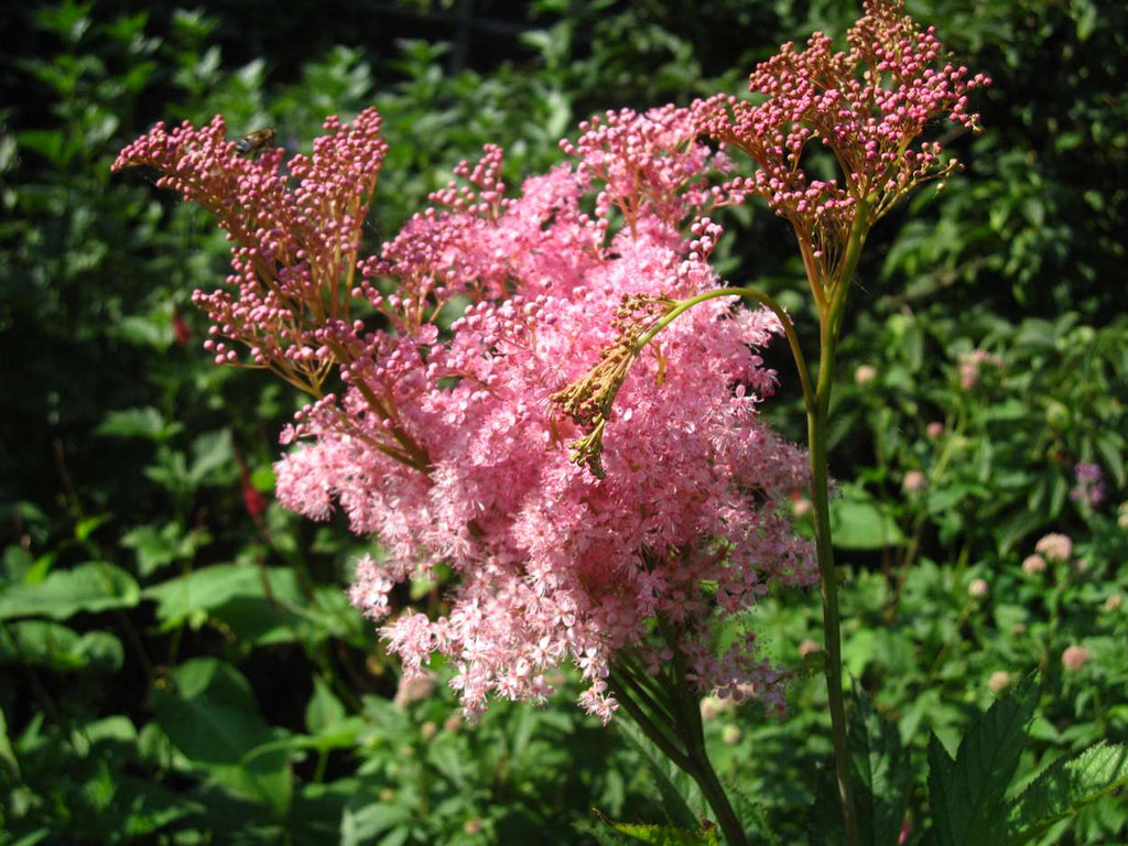 Filipendula rubra 'Venusta  Magnifica' - Marginal Pond Plants - BP039