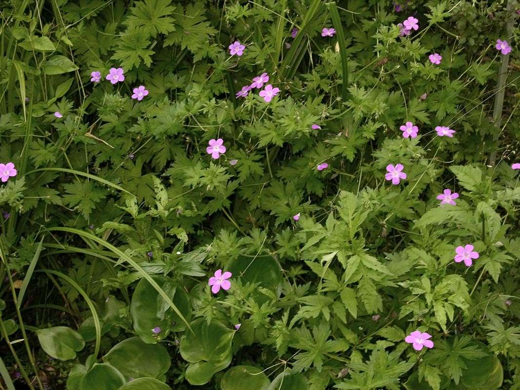 Geranium palustre - BP042 Packs