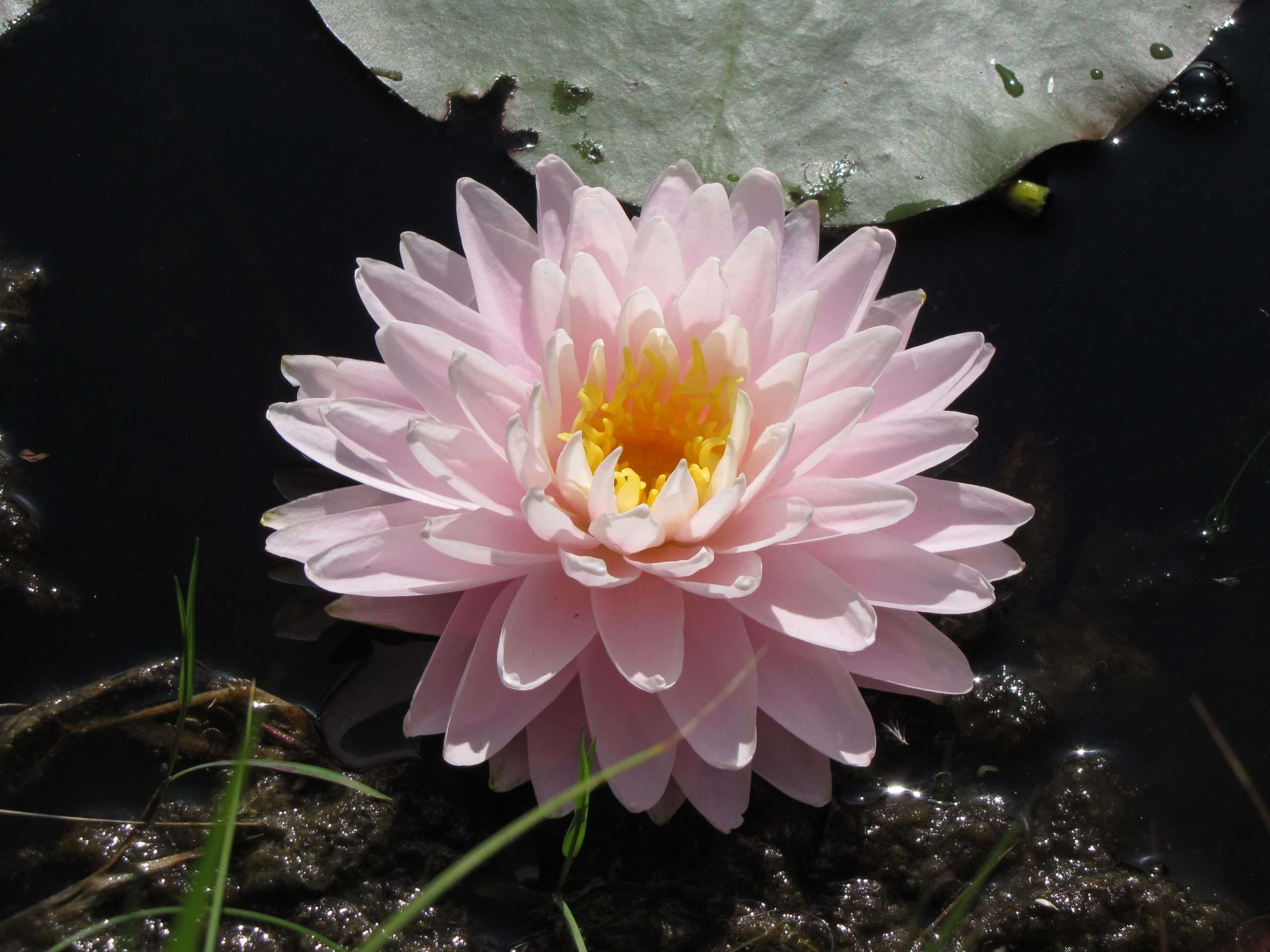 Gloire du Temple-sur-Lot water lily - pond plants - MW09