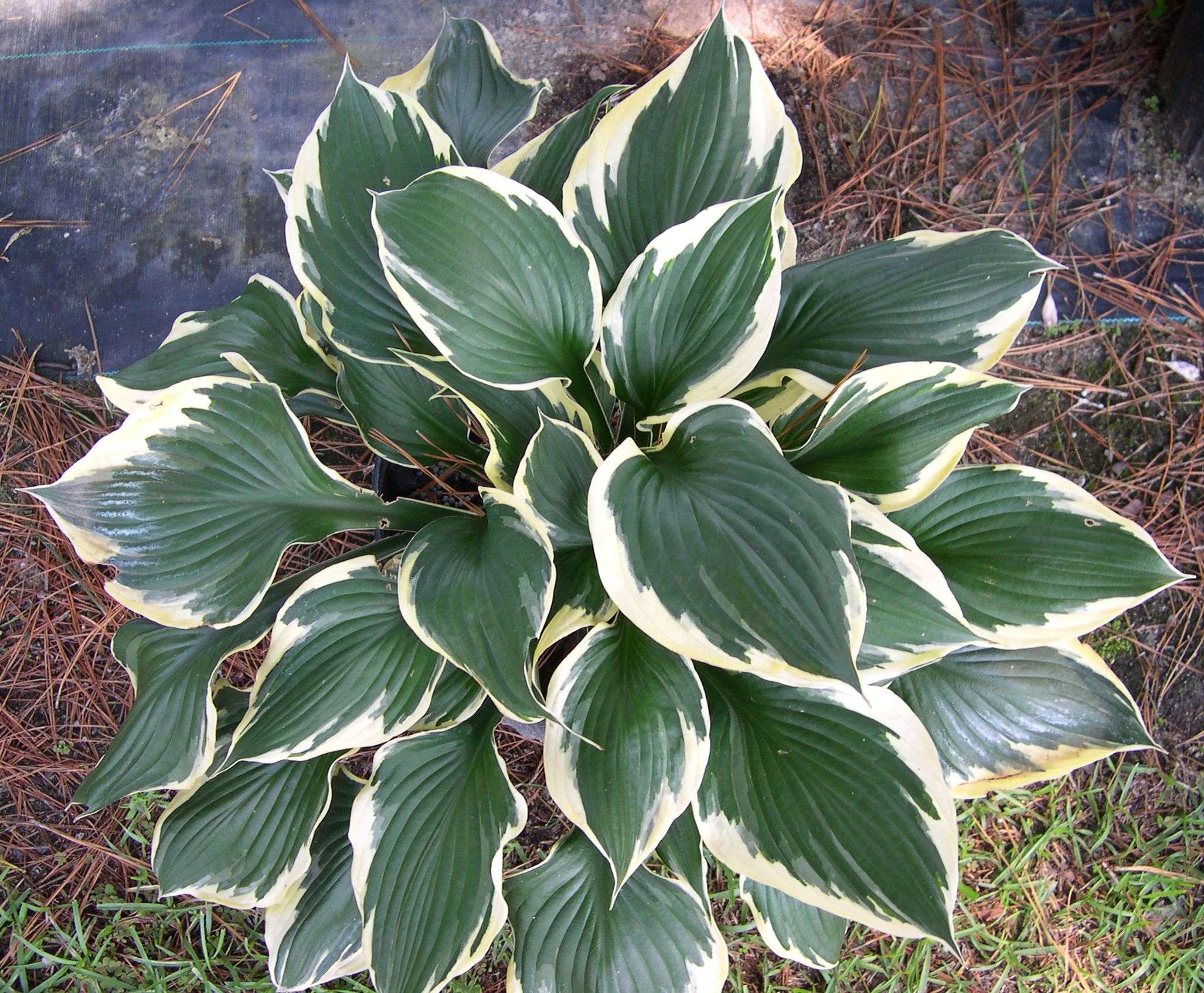 Hosta for. 'Patriot' - Marginal Pond Plants - BP047