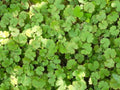 Hydrocotyle vulgaris Nova Zelandiae - Marginal Pond Plants  - Pond Plants - Water Plants - OX010