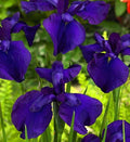 Iris ensata 'Loyalty' - Marginal Pond Plants - BP064