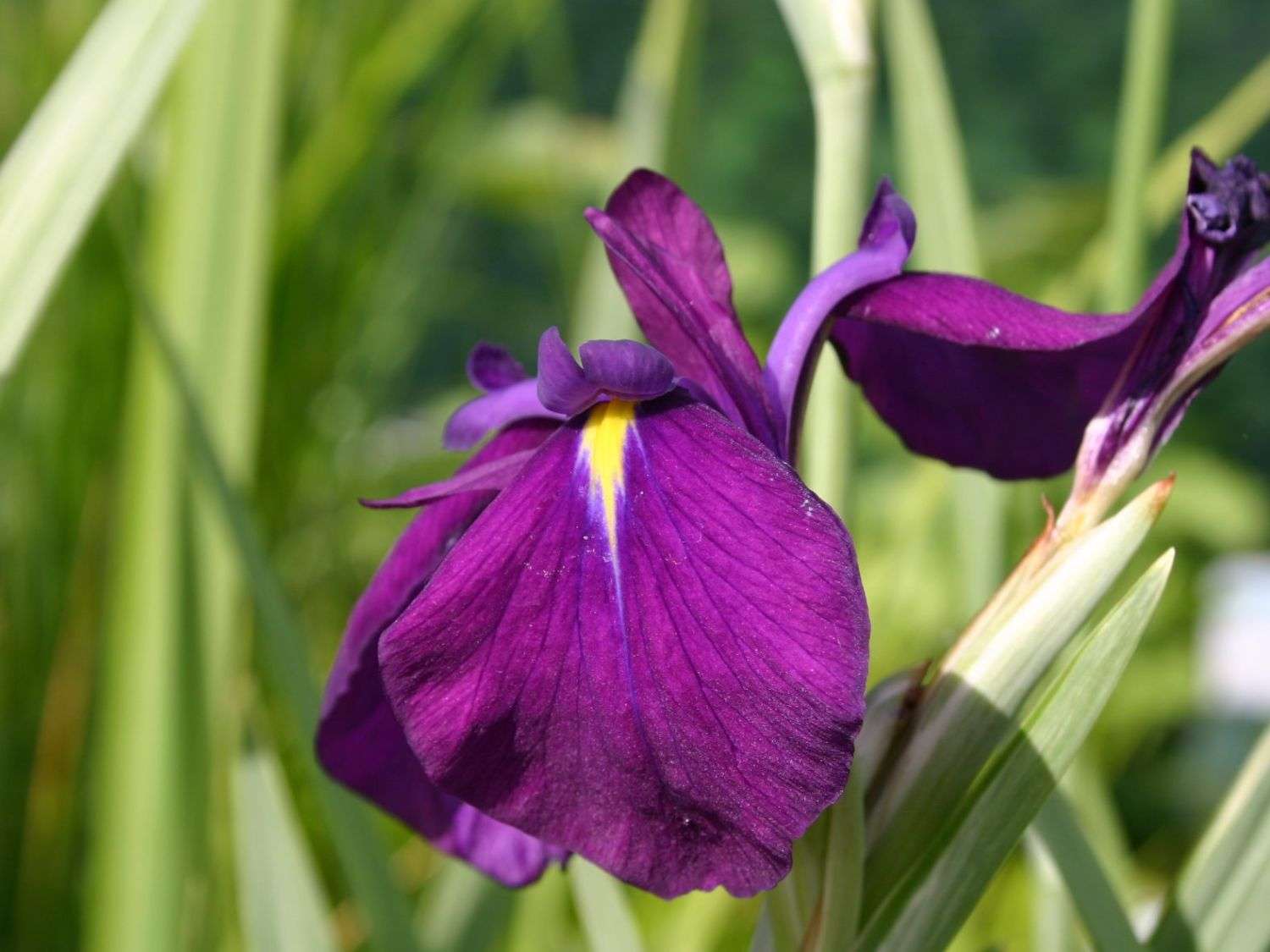 Iris ensata ‘Variegata’ - Marginal Pond Plants - BP050