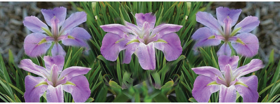 Iris Louisiana 'Heather Stream' - Marginal Pond Plants - MP054