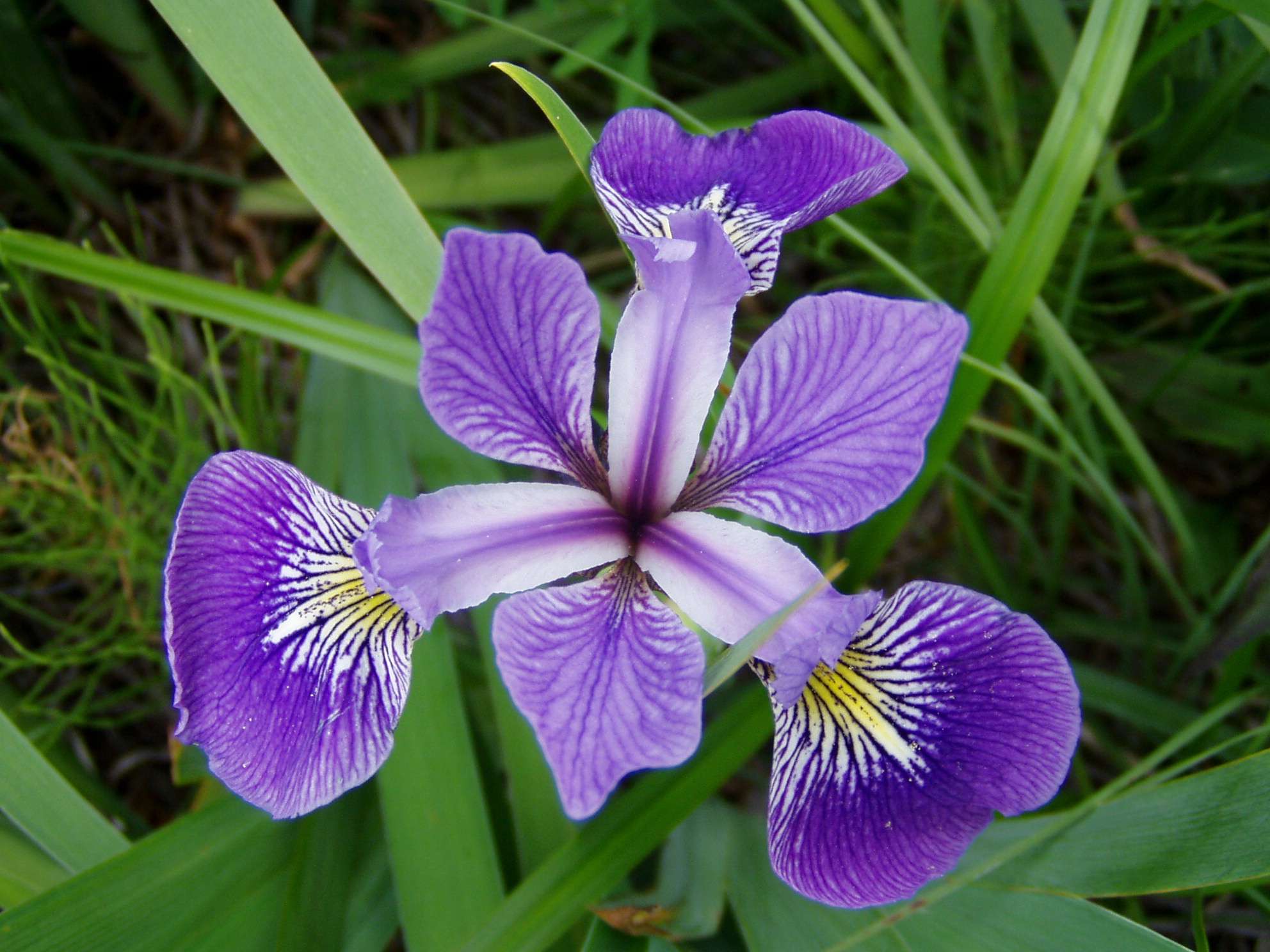 Iris versicolor (Blue flag or Poison flag) - Marginal Pond Plants - MP060