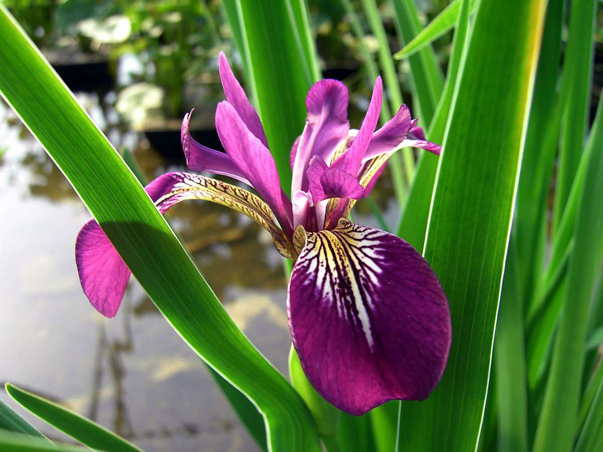 Lincolnshire Pond Plants Bee Pack Potted - BFPL02
