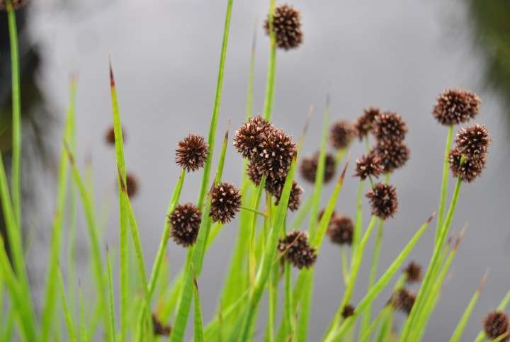 Lincolnshire Pond Plants Frog Pack - FFPL01