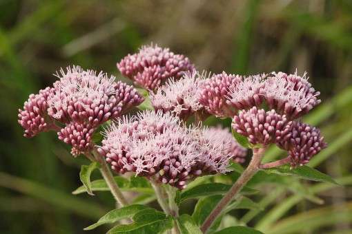 Eupatorium cannabinum (Hemp agrimony) - BP038 Packs
