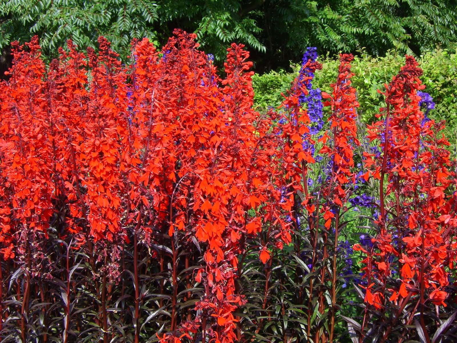 Lincolnshire Pond Plants Bee Pack Potted - BFPL02