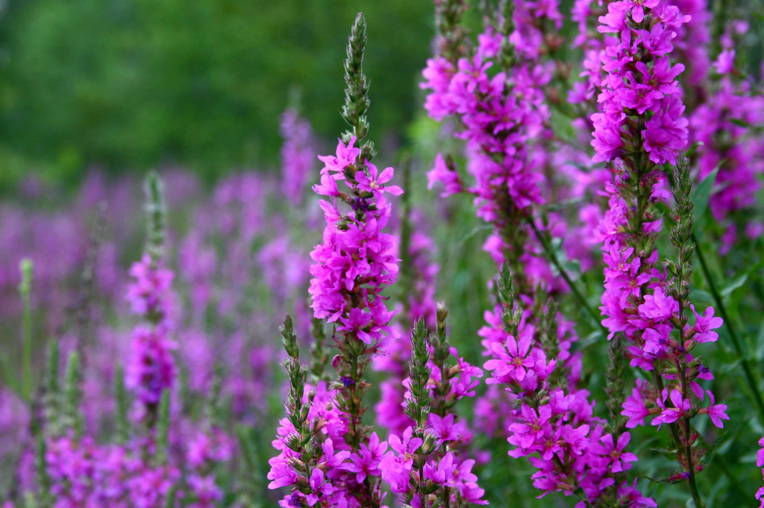 Lincolnshire Pond Plants Native Marginal 8 Pack Potted - NP802