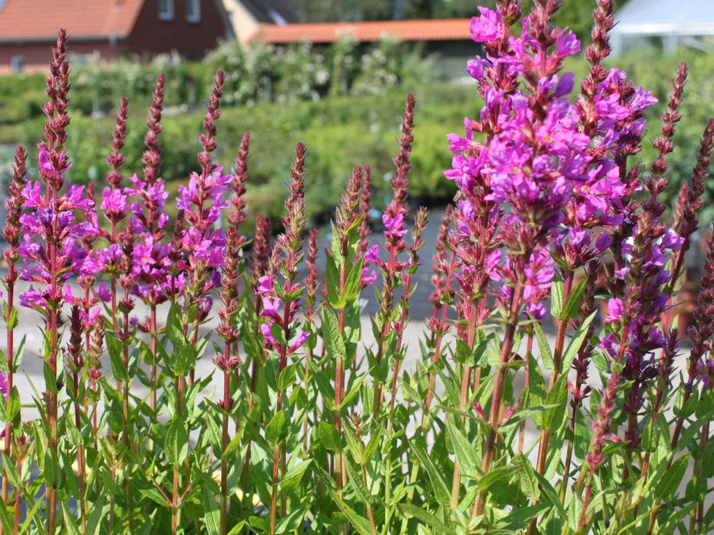 Lythrum salicaria Robert (Loosestrife) - Marginal Pond Plants - MBP077A