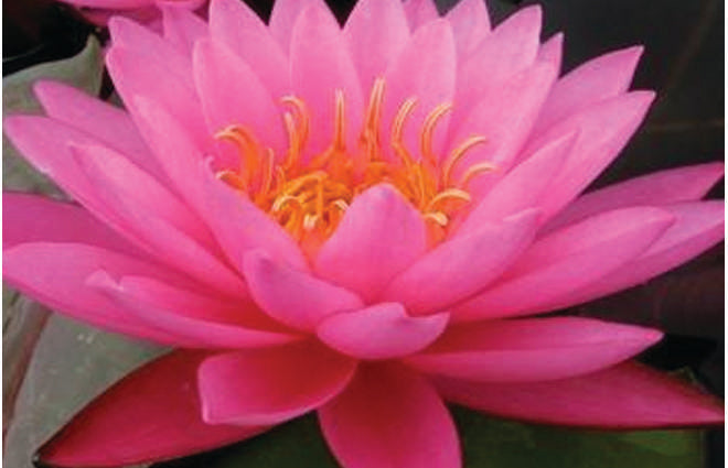 Mayla water lily - pond plants - VLW10