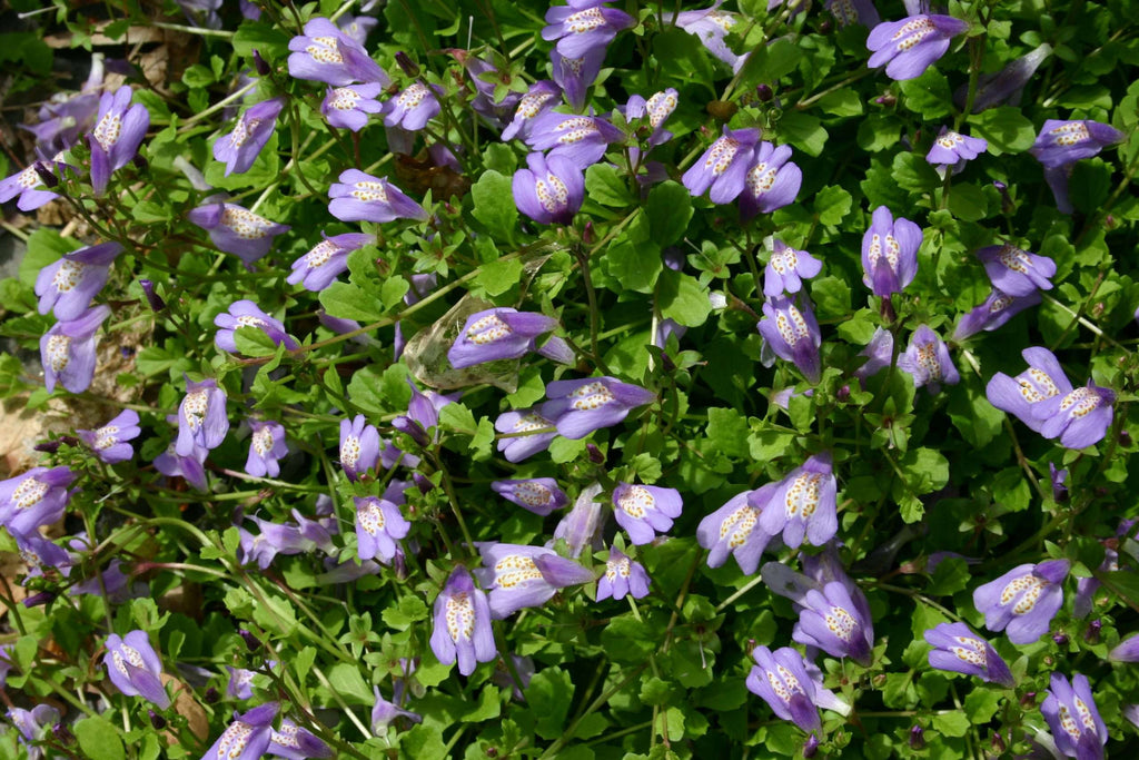 Mazus reptans (Chinese marshflower) - Marginal Pond Plants - BP081