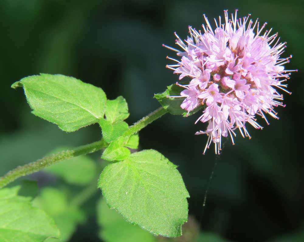Lincolnshire Pond Plants Native Marginal 8 Pack - NNL01