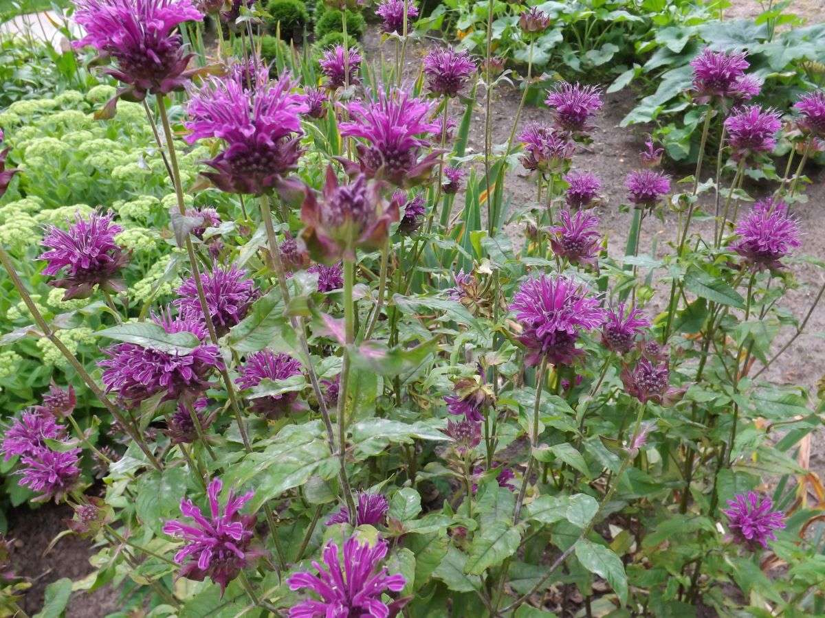 Monarda Scorpion - Marginal Pond Plants  - BP086