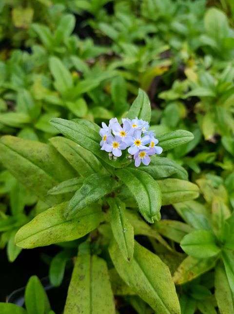 Myosotis scorpioides (Water forget-me-not) - Marginal Pond Plants - MP084