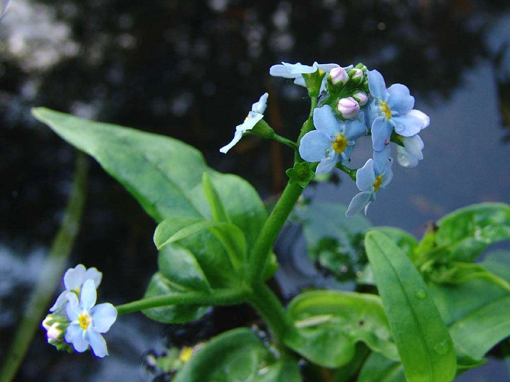 Lincolnshire Pond Plants Native Marginal 8 Pack Potted - NP802