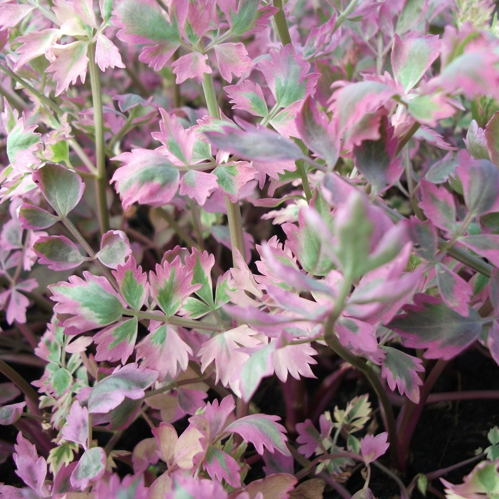 Oenanthe javanica ‘Flamingo’ - Marginal Pond Plants - MBP088