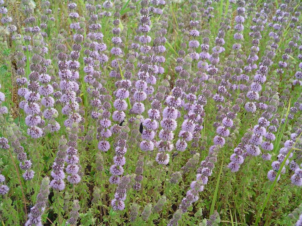 Mentha pulegium (Pennyroyal) - Marginal Pond Plants - MP077